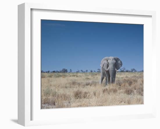 A Bull Elephant, Loxodonta Africana, Stares at the Camera in Etosha National Park-Alex Saberi-Framed Photographic Print