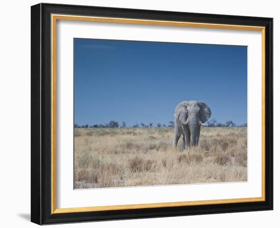 A Bull Elephant, Loxodonta Africana, Stares at the Camera in Etosha National Park-Alex Saberi-Framed Photographic Print