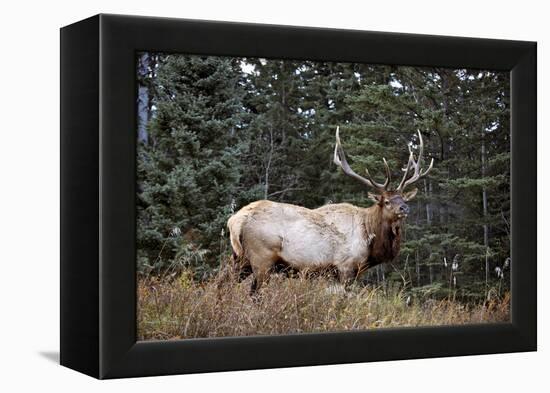 A Bull Elk Grazes, Rocky Mts, Jasper National Park, Canada-Richard Wright-Framed Premier Image Canvas