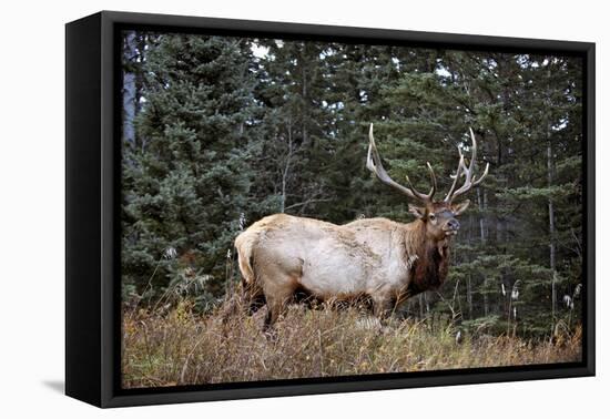 A Bull Elk Grazes, Rocky Mts, Jasper National Park, Canada-Richard Wright-Framed Premier Image Canvas