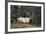 A Bull Elk Grazes, Rocky Mts, Jasper National Park, Canada-Richard Wright-Framed Photographic Print