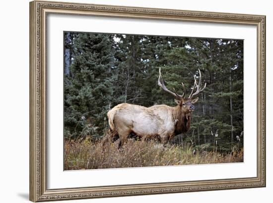 A Bull Elk Grazes, Rocky Mts, Jasper National Park, Canada-Richard Wright-Framed Photographic Print