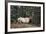 A Bull Elk Grazes, Rocky Mts, Jasper National Park, Canada-Richard Wright-Framed Photographic Print