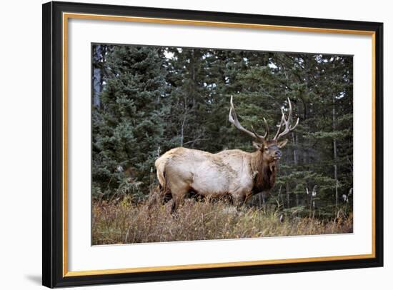 A Bull Elk Grazes, Rocky Mts, Jasper National Park, Canada-Richard Wright-Framed Photographic Print