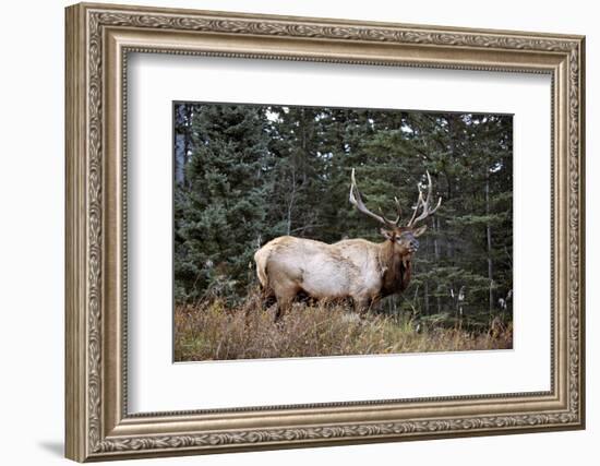 A Bull Elk Grazes, Rocky Mts, Jasper National Park, Canada-Richard Wright-Framed Photographic Print