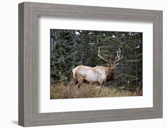 A Bull Elk Grazes, Rocky Mts, Jasper National Park, Canada-Richard Wright-Framed Photographic Print