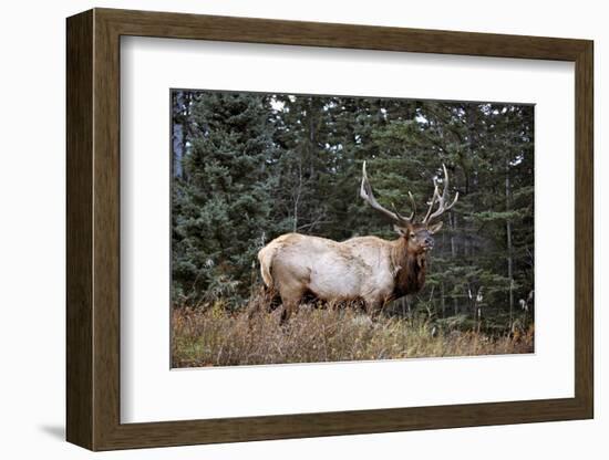 A Bull Elk Grazes, Rocky Mts, Jasper National Park, Canada-Richard Wright-Framed Photographic Print