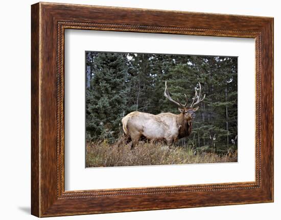 A Bull Elk Grazes, Rocky Mts, Jasper National Park, Canada-Richard Wright-Framed Photographic Print