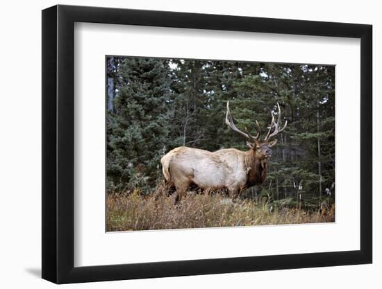 A Bull Elk Grazes, Rocky Mts, Jasper National Park, Canada-Richard Wright-Framed Photographic Print