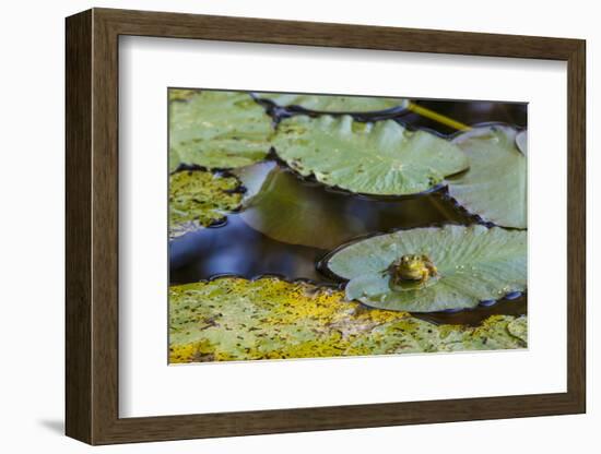 A Bull Frog, on a Lily Pad at Massachusetts Audubon's Wellfleet Bay Wildlife Sanctuary-Jerry and Marcy Monkman-Framed Photographic Print