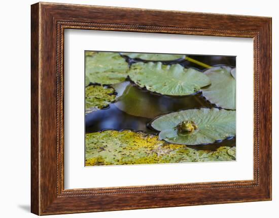 A Bull Frog, on a Lily Pad at Massachusetts Audubon's Wellfleet Bay Wildlife Sanctuary-Jerry and Marcy Monkman-Framed Photographic Print