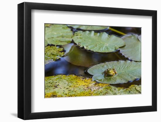 A Bull Frog, on a Lily Pad at Massachusetts Audubon's Wellfleet Bay Wildlife Sanctuary-Jerry and Marcy Monkman-Framed Photographic Print