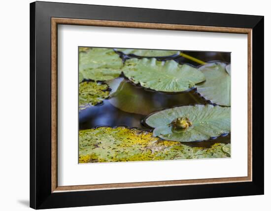 A Bull Frog, on a Lily Pad at Massachusetts Audubon's Wellfleet Bay Wildlife Sanctuary-Jerry and Marcy Monkman-Framed Photographic Print