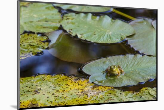 A Bull Frog, on a Lily Pad at Massachusetts Audubon's Wellfleet Bay Wildlife Sanctuary-Jerry and Marcy Monkman-Mounted Photographic Print