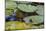 A Bull Frog, on a Lily Pad at Massachusetts Audubon's Wellfleet Bay Wildlife Sanctuary-Jerry and Marcy Monkman-Mounted Photographic Print