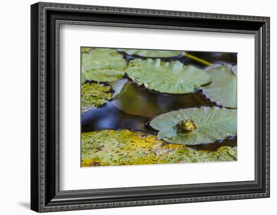 A Bull Frog, on a Lily Pad at Massachusetts Audubon's Wellfleet Bay Wildlife Sanctuary-Jerry and Marcy Monkman-Framed Photographic Print