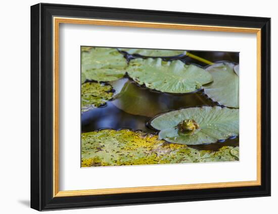 A Bull Frog, on a Lily Pad at Massachusetts Audubon's Wellfleet Bay Wildlife Sanctuary-Jerry and Marcy Monkman-Framed Photographic Print