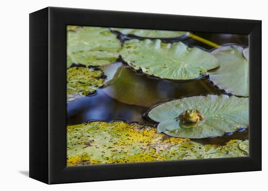 A Bull Frog, on a Lily Pad at Massachusetts Audubon's Wellfleet Bay Wildlife Sanctuary-Jerry and Marcy Monkman-Framed Premier Image Canvas