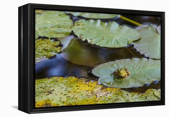 A Bull Frog, on a Lily Pad at Massachusetts Audubon's Wellfleet Bay Wildlife Sanctuary-Jerry and Marcy Monkman-Framed Premier Image Canvas