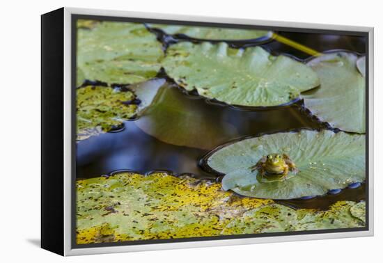 A Bull Frog, on a Lily Pad at Massachusetts Audubon's Wellfleet Bay Wildlife Sanctuary-Jerry and Marcy Monkman-Framed Premier Image Canvas