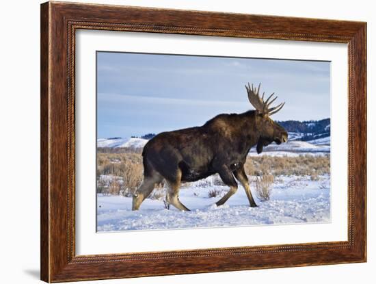 A Bull Moose Walks in a Snow-Covered Antelope Flats in Grand Teton National Park, Wyoming-Mike Cavaroc-Framed Photographic Print