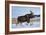 A Bull Moose Walks in a Snow-Covered Antelope Flats in Grand Teton National Park, Wyoming-Mike Cavaroc-Framed Photographic Print