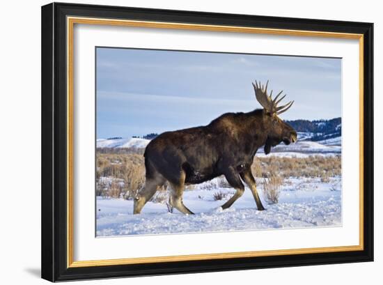 A Bull Moose Walks in a Snow-Covered Antelope Flats in Grand Teton National Park, Wyoming-Mike Cavaroc-Framed Photographic Print