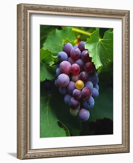 A Bunch of Grenache Grapes on the Vine, Australia-Steven Morris-Framed Photographic Print