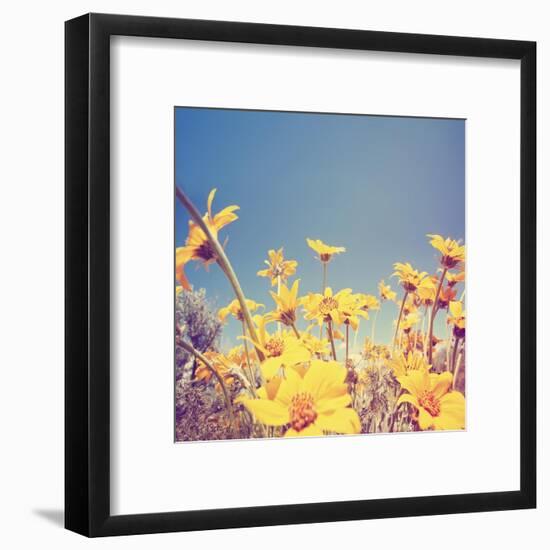 A Bunch of Pretty Balsamroot Flowers Done with a Soft Vintage Instagram like Effect Filter-graphicphoto-Framed Art Print