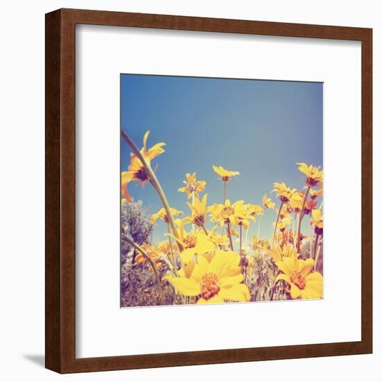 A Bunch of Pretty Balsamroot Flowers Done with a Soft Vintage Instagram like Effect Filter-graphicphoto-Framed Art Print