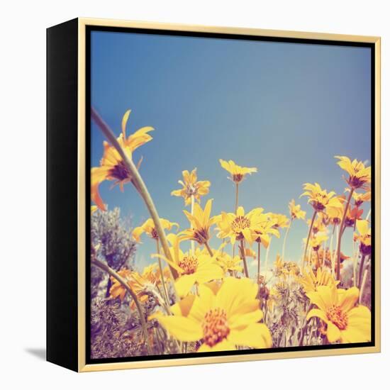 A Bunch of Pretty Balsamroot Flowers Done with a Soft Vintage Instagram like Effect Filter-graphicphoto-Framed Stretched Canvas