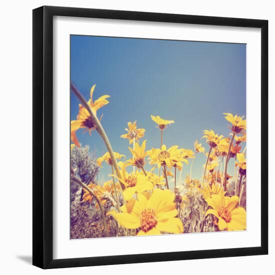 A Bunch of Pretty Balsamroot Flowers Done with a Soft Vintage Instagram like Effect Filter-graphicphoto-Framed Art Print