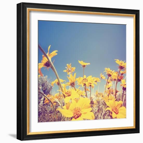 A Bunch of Pretty Balsamroot Flowers Done with a Soft Vintage Instagram like Effect Filter-graphicphoto-Framed Art Print