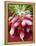 A Bunch of Radishes-Vanessa Colin-Framed Premier Image Canvas