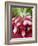 A Bunch of Radishes-Vanessa Colin-Framed Photographic Print