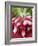 A Bunch of Radishes-Vanessa Colin-Framed Photographic Print