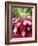 A Bunch of Radishes-Vanessa Colin-Framed Photographic Print