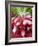 A Bunch of Radishes-Vanessa Colin-Framed Photographic Print