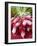 A Bunch of Radishes-Vanessa Colin-Framed Photographic Print