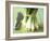 A Bunch of Spring Onions-Michael Paul-Framed Photographic Print