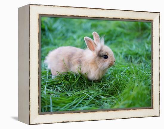 A Bunny Sitting on Green Grass-zurijeta-Framed Premier Image Canvas