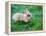 A Bunny Sitting on Green Grass-zurijeta-Framed Premier Image Canvas