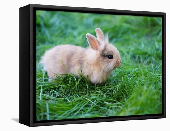 A Bunny Sitting on Green Grass-zurijeta-Framed Premier Image Canvas