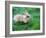 A Bunny Sitting on Green Grass-zurijeta-Framed Photographic Print