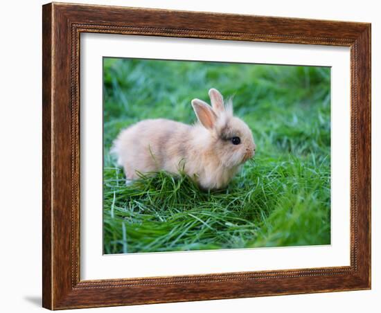 A Bunny Sitting on Green Grass-zurijeta-Framed Photographic Print
