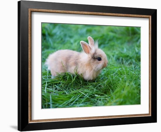 A Bunny Sitting on Green Grass-zurijeta-Framed Photographic Print