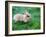 A Bunny Sitting on Green Grass-zurijeta-Framed Photographic Print