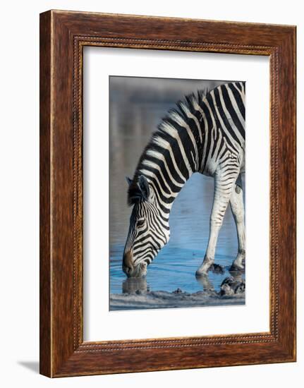 A Burchell's zebra, drinking at a waterhole. Okavango Delta, Botswana.-Sergio Pitamitz-Framed Photographic Print