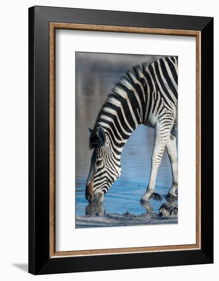 A Burchell's zebra, drinking at a waterhole. Okavango Delta, Botswana.-Sergio Pitamitz-Framed Photographic Print