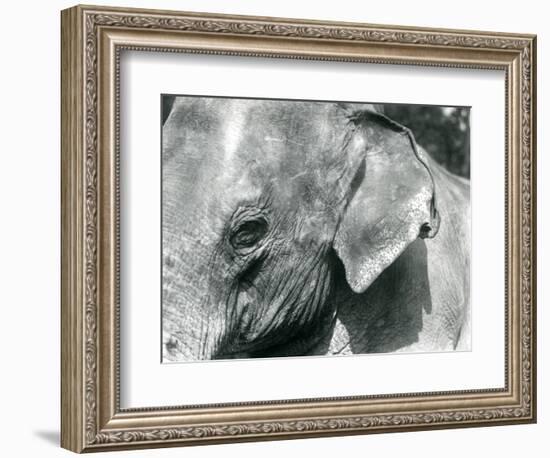 A Burmese Elephant, London Zoo, September 1926 (B/W Photo)-Frederick William Bond-Framed Giclee Print